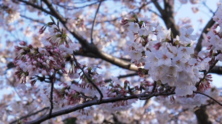 ���Q���̍�